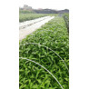 10 of 8mm * 2300mm Fibreglass Rods
