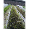 20 of 8mm * 2300mm Fibreglass Rods